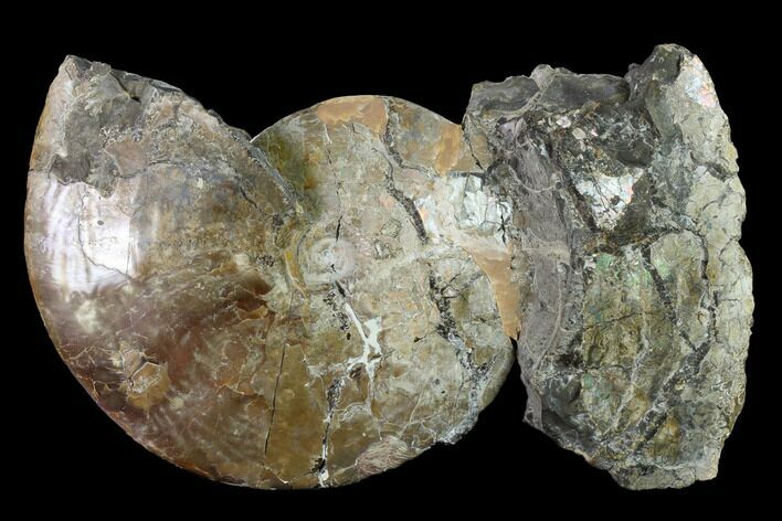 Large, Fossil Ammonite (Sphenodiscus) - South Dakota #143838